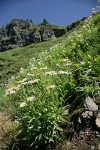 Wandering Daisies in hillside subalpine meadow