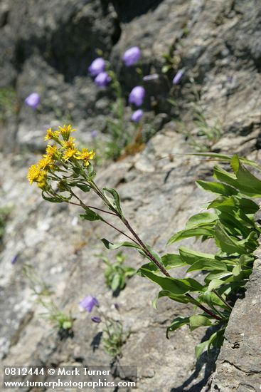 Alpine Goldenrod in crack on rock cliff w/ Scotch Bluebells soft bkgnd