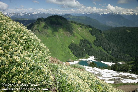 Silverback Luina on cliff overlooking Sauk Lake