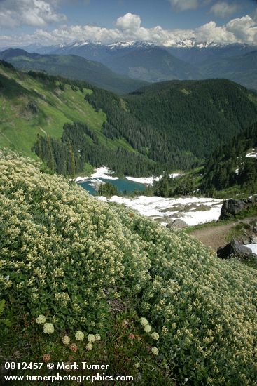 Silverback Luina on cliff overlooking Sauk Lake