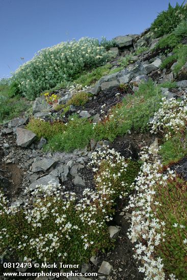 Spotted Saxifrage among rocks w/ Sedum, Silverback Luina soft bkgnd
