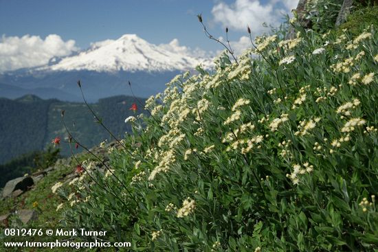 Silverback Luina, Red Columbine w/ Mt. Baker soft bkgnd