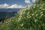 Silverback Luina, Red Columbine w/ Mt. Baker bkgnd