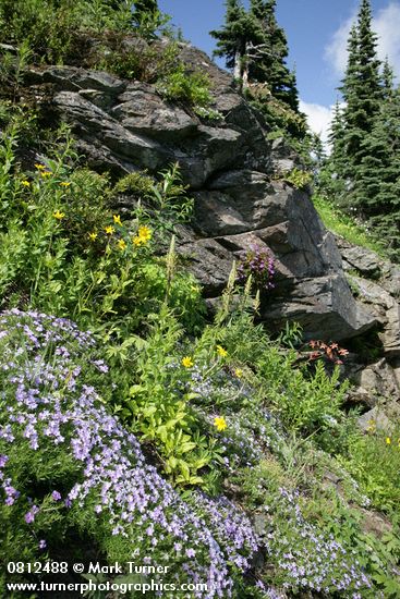 Spreading Phlox, Mountain Arnica, Bracted Lousewort, Red Columbine, Davidson's Penstemon on rock cliff