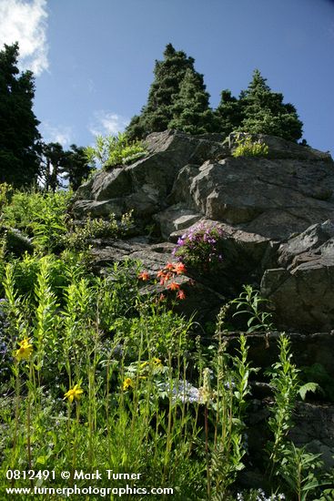 Mountain Arnica, Red Columbine, Davidson's Penstemon on rock cliff