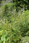 Mountain Sagewort