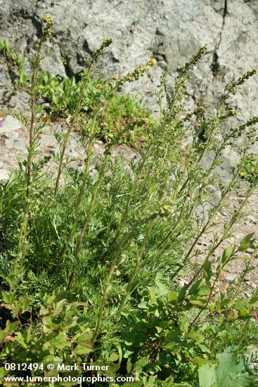 Mountain Sagewort