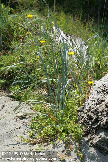 Sea Purslane at base of American Dunegrass