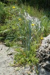 Sea Purslane at base of American Dunegrass