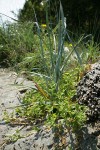 Sea Purslane at base of American Dunegrass