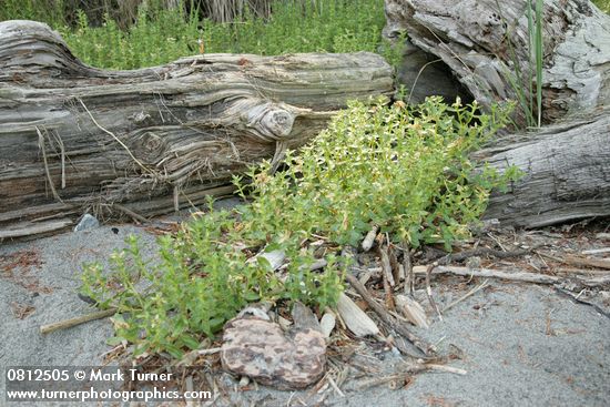Sea Purslane by beach logs