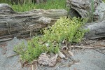 Sea Purslane by beach logs