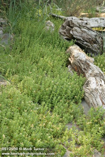 Sea Purslane by beach logs