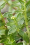 Sea Purslane blossom & foliage