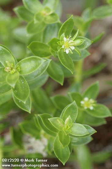 Sea Purslane