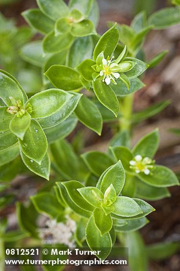 Sea Purslane blossom & foliage
