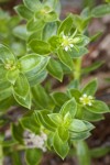 Sea Purslane blossom & foliage