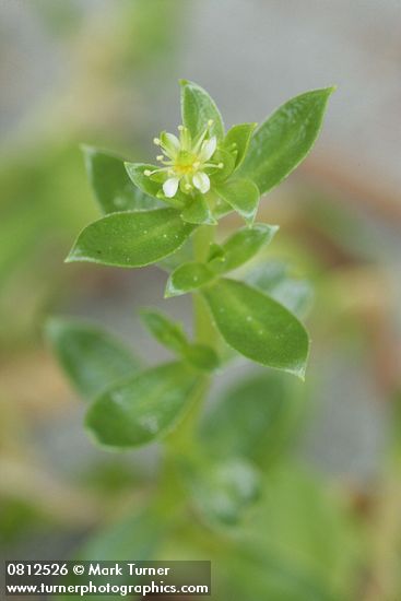 Sea Purslane blossom & foliage