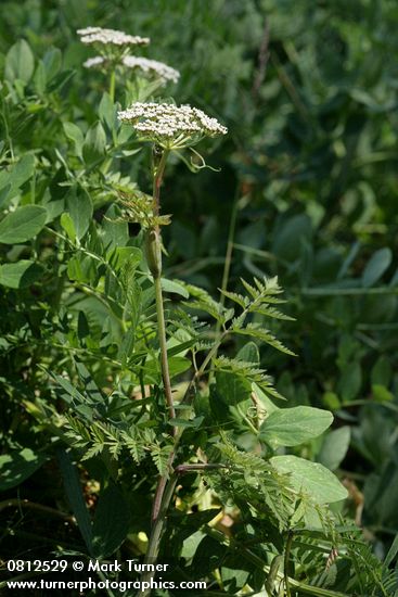 Pacific Hemlock-parsley