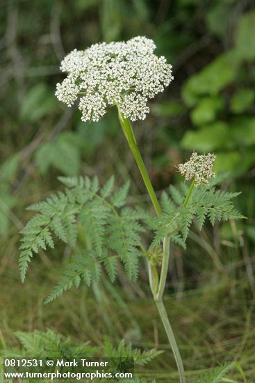 Pacific Hemlock-parsley