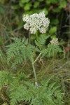 Pacific Hemlock-parsley