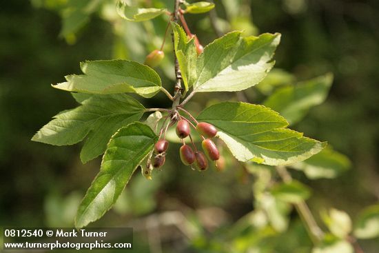 Pacific Crabapple fruit & foliage