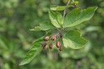 Pacific Crabapple fruit & foliage