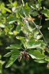 Pacific Crabapple fruit & foliage
