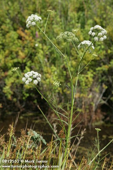 Water Parsnip