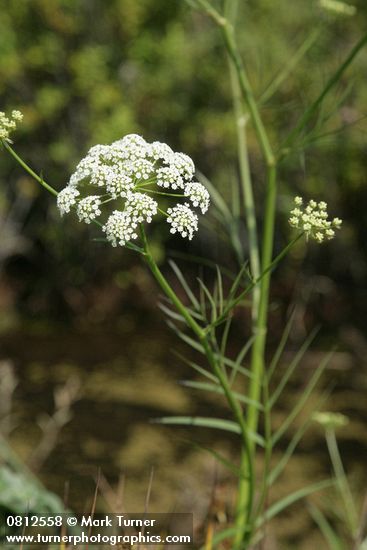 Water Parsnip blossoms & foliage