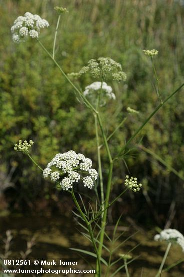 Water Parsnip