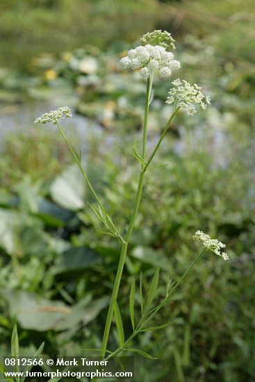 Water Parsnip
