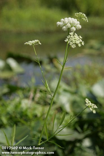 Water Parsnip
