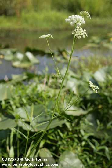 Water Parsnip