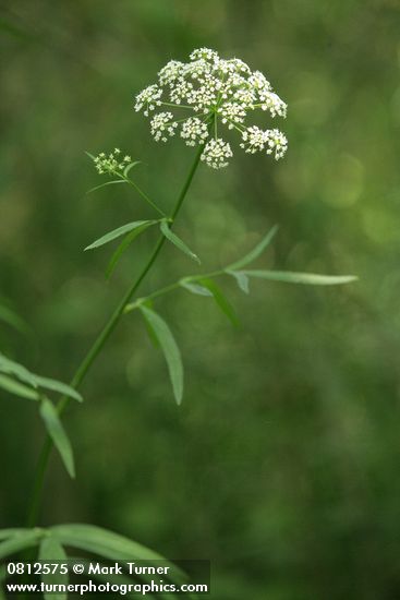 Water Parsnip blossoms & foliage