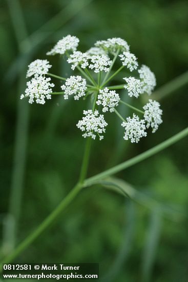 Water Parsnip blossoms