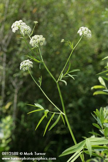 Water Parsnip