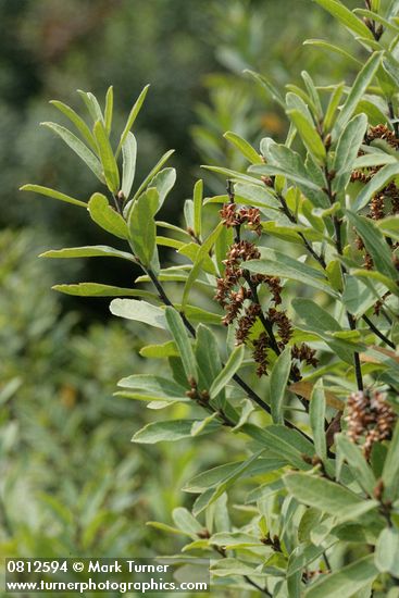 Sweet Gale male blossoms & foliage