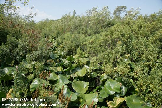 Sweet Gale w/ Yellow Pond Lily foliage