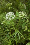 Water Parsnip blossoms & foliage