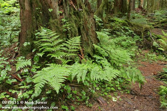 Lady Ferns at base of decaying stump in old-growth forest