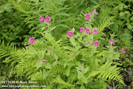 Lewis's Monkeyflowers among Lady Ferns