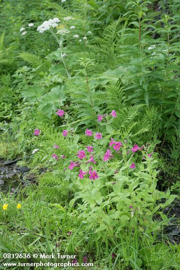 Lewis's Monkeyflowers w/ Lady Ferns & Cow Parsnip soft bkgnd