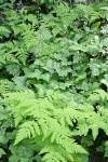 Tiarella (Foamflower) among Oak Ferns