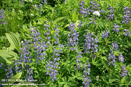 Broadleaf Lupines & Corn Lily foliage w/ Sitka Valerian