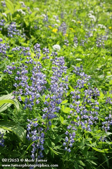 Broadleaf Lupines, backlit w/ Sitka Valerian soft bkgnd