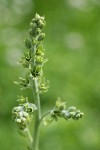 Green Corn Lily blossoms & buds