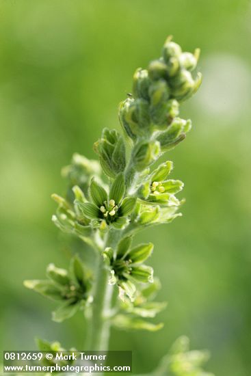 Green Corn Lily blossoms & buds