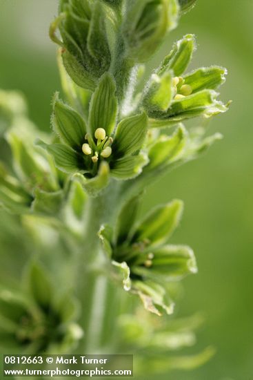 Green Corn Lily blossoms detail
