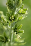 Green Corn Lily blossoms detail